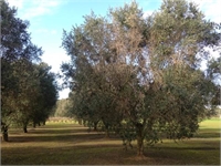 Puglia’s Gold: A look at the olive oil crisis
